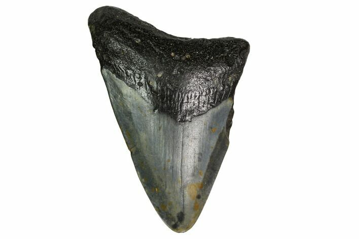 Bargain, Megalodon Tooth - North Carolina #152905